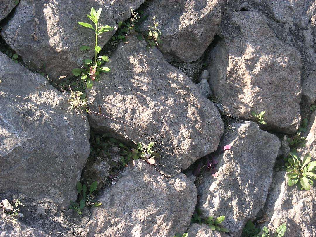 청과야채시장 인근 중랑천 제방 보수 등 민원현장 확인11