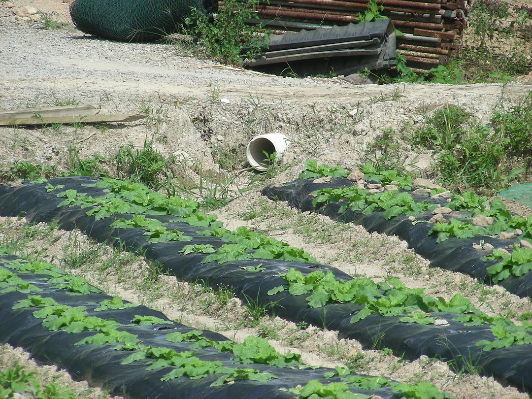 자일동 금곡마을 주택 상습 침수 및 환경자원센터 인근 민원과 현장 확인1