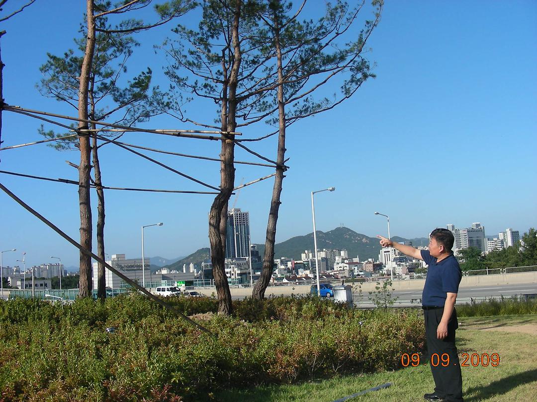 시청ic 수목 고사실태 현장확인 (2009.09.09)1