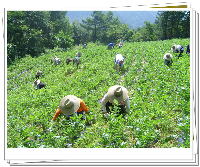 수해지역 농촌 일손돕기2