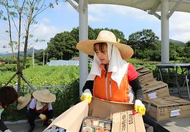 괴산군 수해복구 자원봉사 구슬땀 흘려