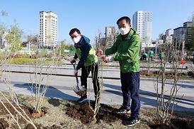 새마을회 무궁화 나무심기