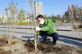 새마을회 무궁화 나무심기