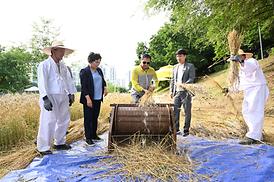 청보리길 걸어보기 행사