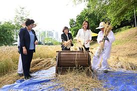 청보리길 걸어보기 행사