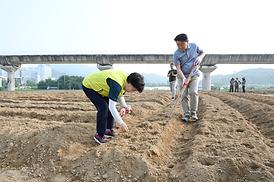 해바라기 파종 심기 행사