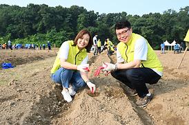 해바라기 파종 심기 행사