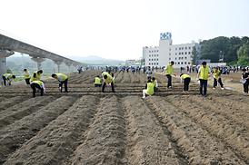 해바라기 파종 심기 행사