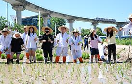 중랑천 생태하천 벼농사(모내기) 체험