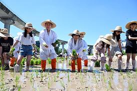 중랑천 생태하천 벼농사(모내기) 체험