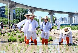 중랑천 생태하천 벼농사(모내기) 체험